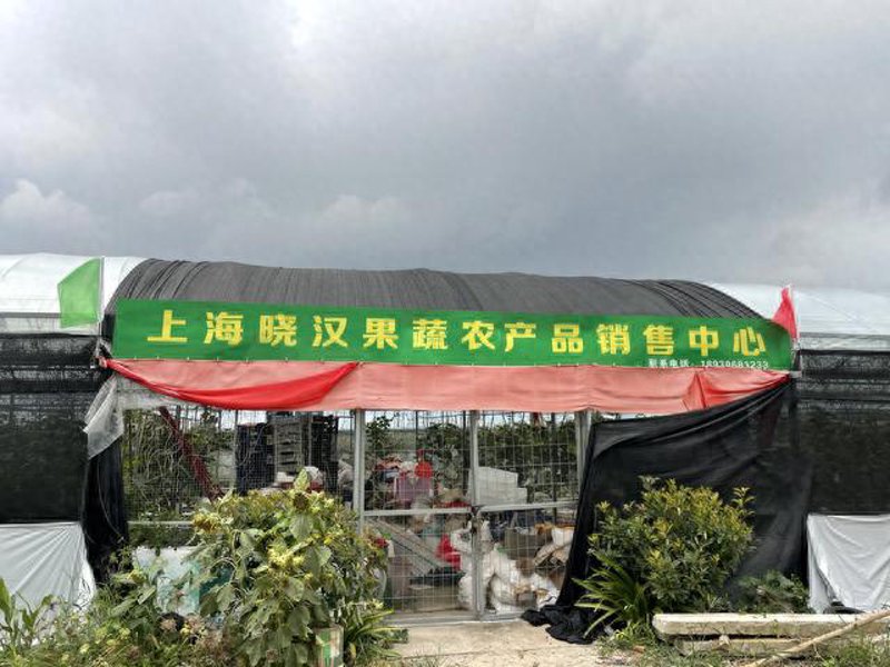如何在家种植无公害蔬菜？