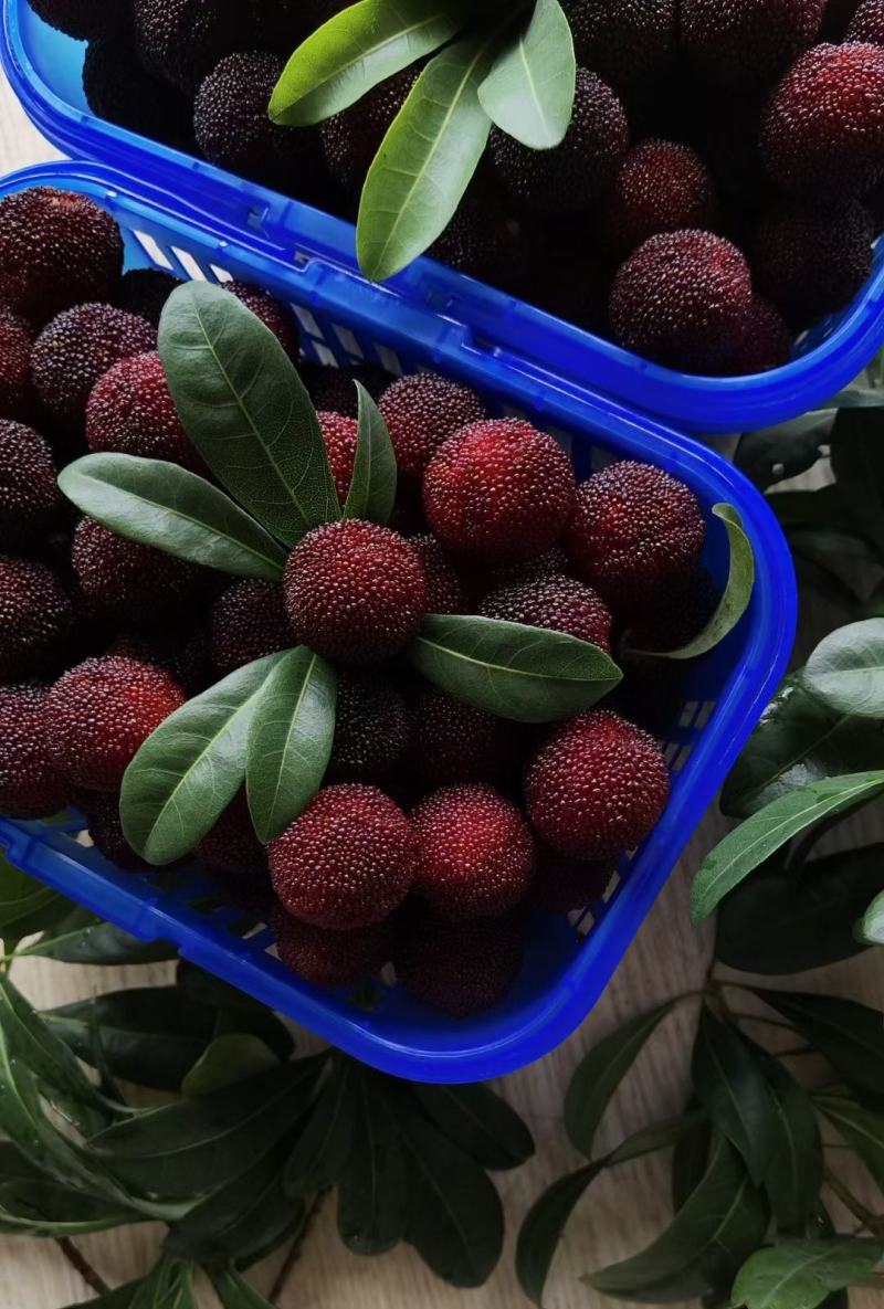 如何在家种植无公害蔬菜？一个新手的种植之旅