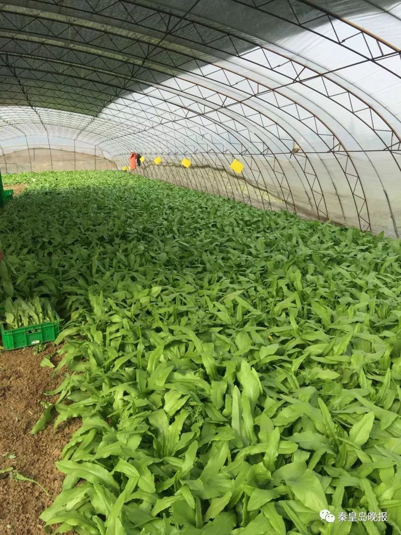 草莓种植实战攻略：如何让你的草莓园大丰收